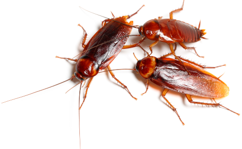 American Cockroaches