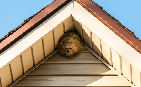 Balled-faced hornets nests in the eaves