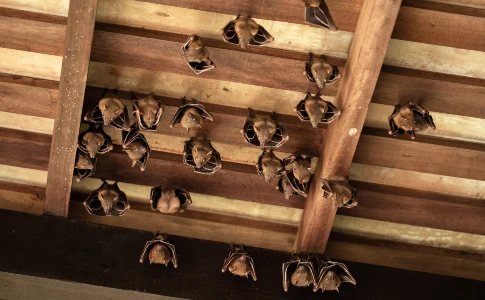 Bats Roosting in Attic Ceiling