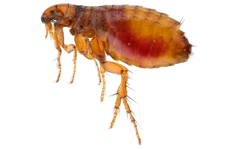 Flea filled with blood on white background