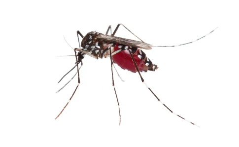 mosquito full of blood from side