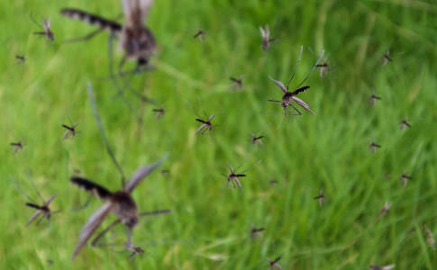 mosquitoes swarming over grass