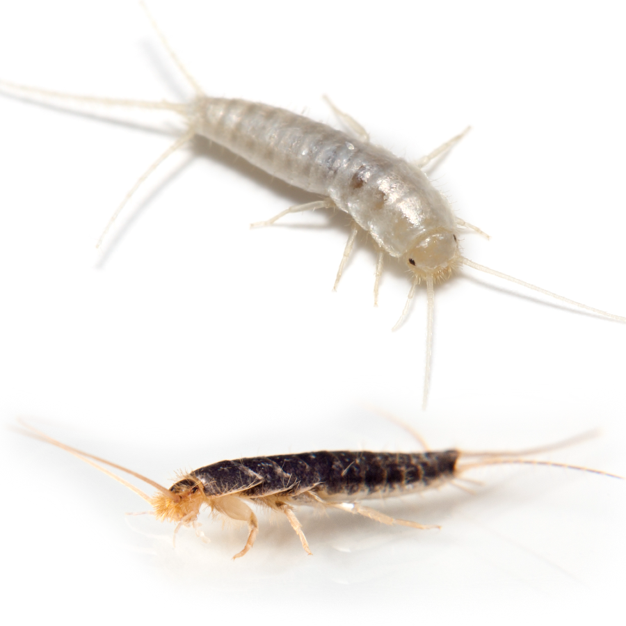 Silverfish vs Firebrat