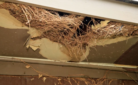 Squirrel nest at entry hole on a home