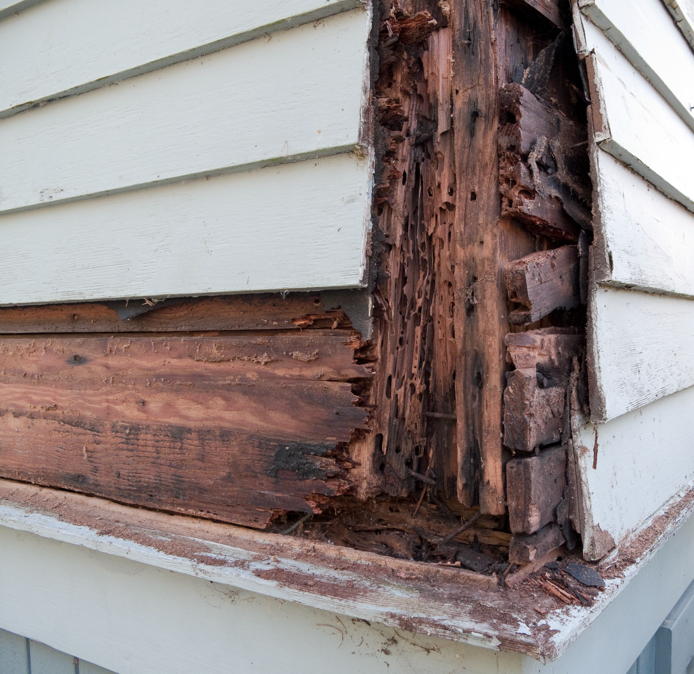 Termite damage to wood structure