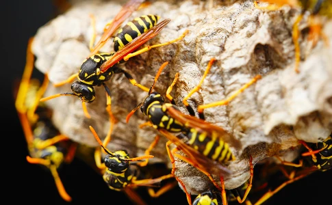 paper wasps on a nest